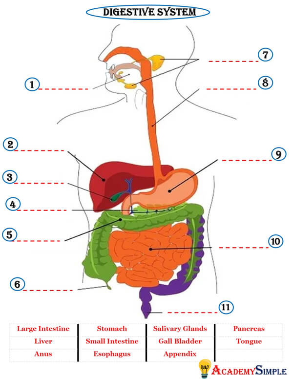 Human Digestive System Diagram Worksheet
