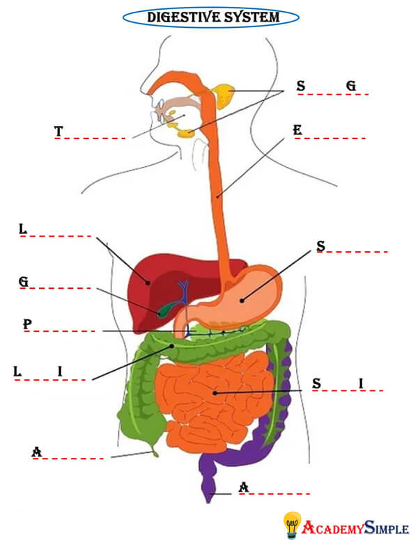 Human Organs, Digestive System Organs Worksheet 2 Academy Simple
