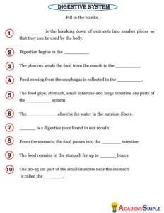 Human Digestive System Worksheet With Answers Science Workbook: